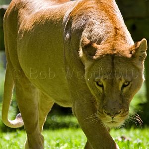 African Lion