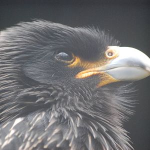 Striated caracara