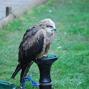 BLACK KITE
