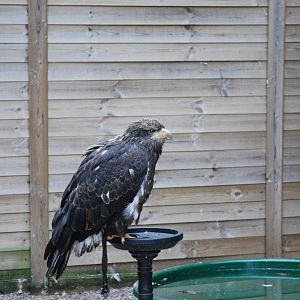 Juvenile White-tailed Sea Eagle