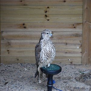 Saker Falcon