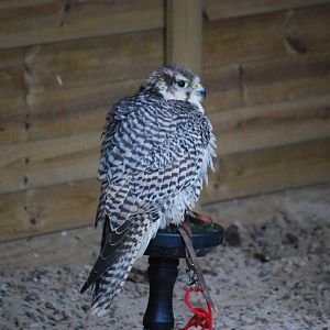 Saker Falcon