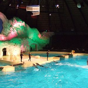 Dolphin Dome