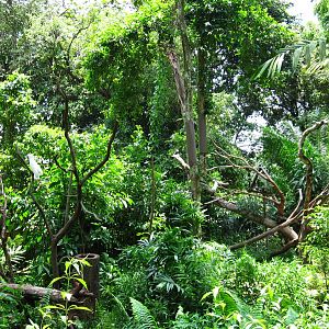 Australian Outback - Cockatoo / Tree Kangaroo exhibit