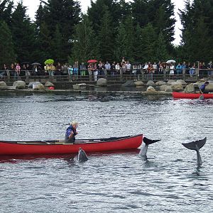 Dolphin show