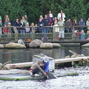 Dolphin show
