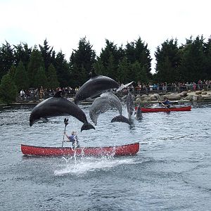 Dolphin show