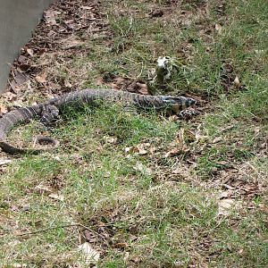 David Fleays - Feb 2009