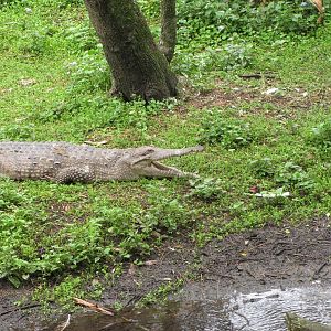 David Fleays - Feb 2009