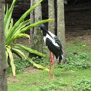 David Fleays - Feb 2009