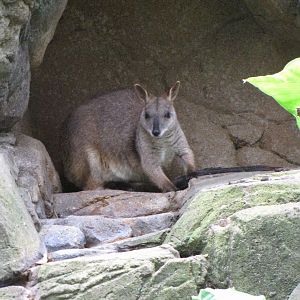 David Fleays - Feb 2009