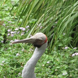 David Fleays - Feb 2009