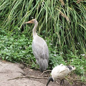 David Fleays - Feb 2009