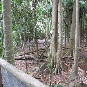 David Fleays - Feb 2009