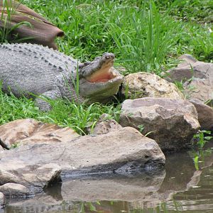 David Fleays - Feb 2009