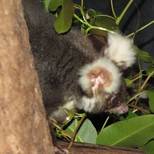 David Fleays - Feb 2009