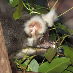 David Fleays - Feb 2009