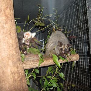 David Fleays - Feb 2009