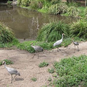 David Fleays - Feb 2009