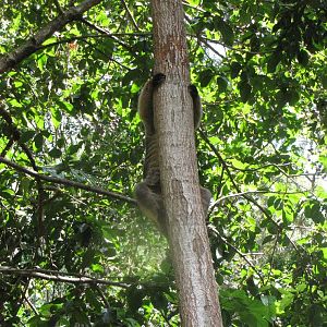 David Fleays - Feb 2009