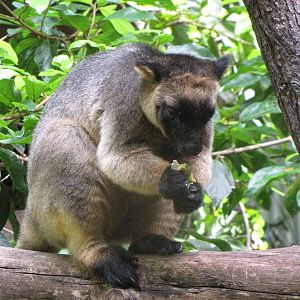 David Fleays - Feb 2009