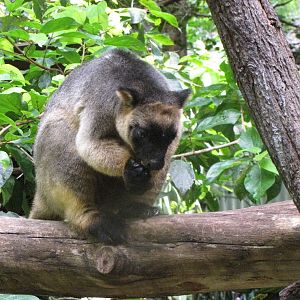 David Fleays - Feb 2009