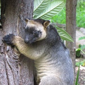 David Fleays - Feb 2009