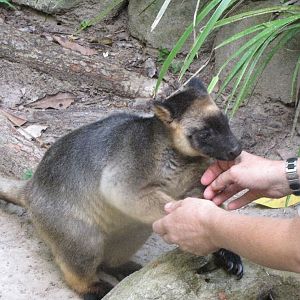 David Fleays - Feb 2009