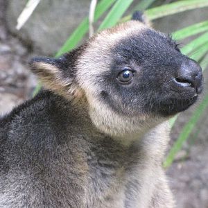 David Fleays - Feb 2009