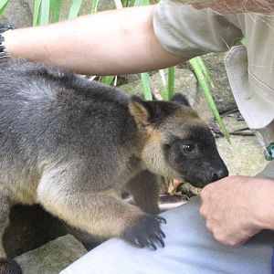 David Fleays - Feb 2009