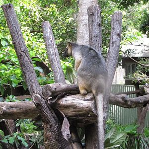 David Fleays - Feb 2009