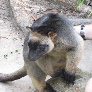 David Fleays - Feb 2009