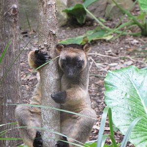 David Fleays - Feb 2009