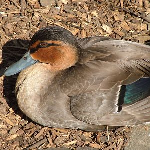 Philippine Duck at Cotswold WP 17/04/10