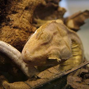Crested Gecko at Cotswold WP 17/04/10