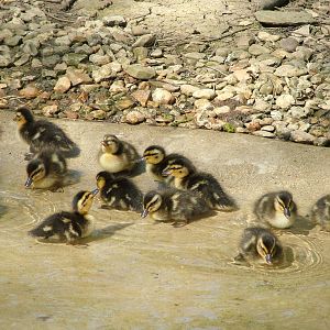 Mallard ducklings at Cotswold WP 17/04/10