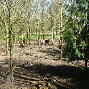White-lipped Peccary exhibit at Cotswold WP 17/04/10