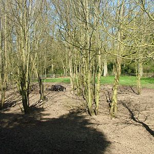 White-lipped Peccary exhibit at Cotswold WP 17/04/10