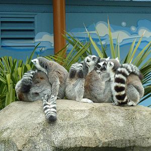 Ring-Tailed Lemurs