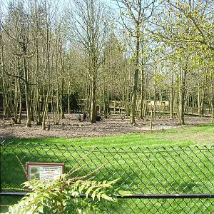 White-lipped Peccary exhibit at Cotswold WP 17/04/10