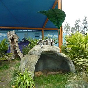 Ring-Tailed/Black Lemur Exhibit