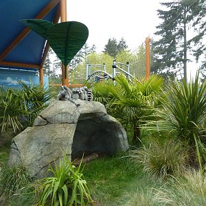 Ring-Tailed/Black Lemur Exhibit