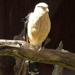 Yellow-headed Caracara at Cotswold WP 17/04/10
