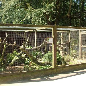 Yellow-headed Caracara exhibit at Cotswold WP 17/04/10