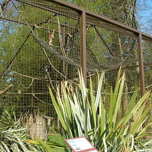Mixed primate exhibit at Cotswold WP 17/04/10