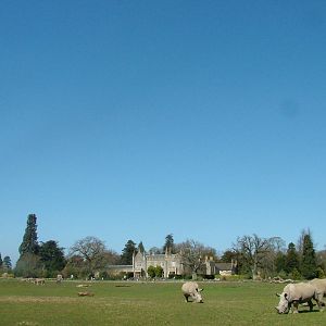 Zebra and Rhino paddock at Cotswold WP 17/04/10