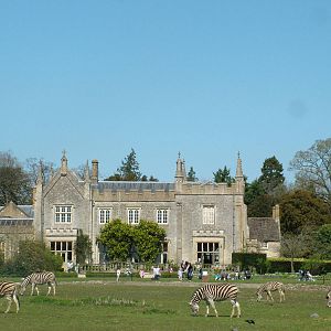 Chapman's Zebras at Cotswold WP 17/04/10