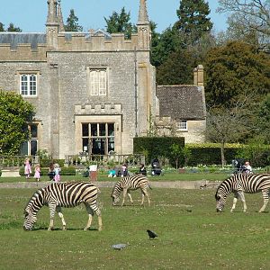 Chapman's Zebras at Cotswold WP 17/04/10