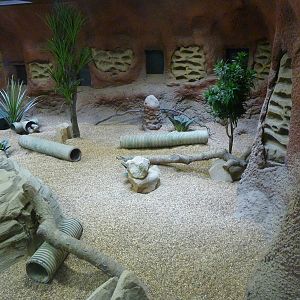 Meerkat Exhibit - Interior