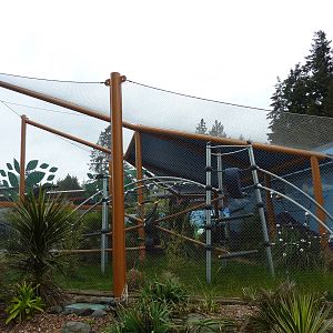 Ringtail/Black Lemur Exhibit